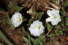 Image result for Seddera