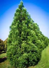 Image result for Cryptomeria
