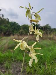Image result for Eulophia flavopurpurea