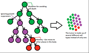 The limited number of possible cell divisions in normal cells depends on shortening of telomeres with each cell division due to lack of telomerase in most what does hallmark of cancer mean? Cancer The Disease That S Just As Smart As We Are Science In The News