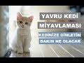 Kedi Sesi Bedava Indir Cep Indir Mobil Indir