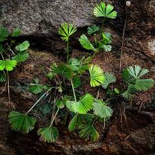 Image result for Actiniopteris radiata