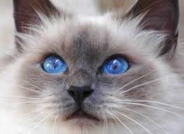 Birman Kittens For Sale Near Me Birman Cat Adoption Adopt A Preloved Birman Cat Or Kitten Cat Adoption Kitten Adoption Birman Kittens