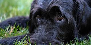 Baby oils and petroleum gels could there are still home treatments that you can do to help subside the fever. The Quickest Way To Tell If Your Dog Has A Fever