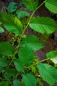 Image result for Ulmaceae