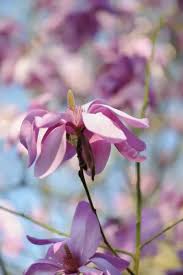 Image result for Magnolia sargentiana