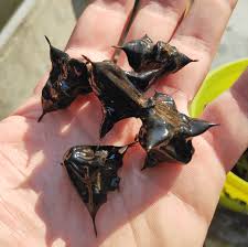 Image result for Trapa natans