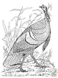 There are tons of great resources for free printable color pages online. Wild Turkey Hen Coloring Page Supercoloring Com Turkey Coloring Pages Thanksgiving Coloring Pages Coloring Pages
