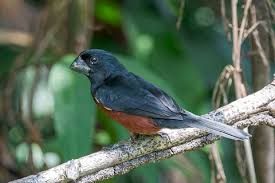 Image result for Ammocharis angolensis