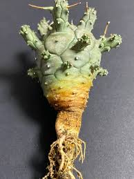 Image result for Euphorbia duseimata