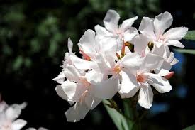Many flowers lack some parts or parts may be modified into other functions and/or look like what is typically another part. 13 Common Flowers That Are Poisonous Toxic Flowers
