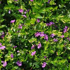 Image result for Cuphea hyssopifolia