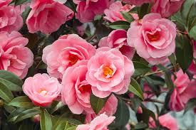 Check spelling or type a new query. Winter Flowers Put The Wow Into Winter The Canberra Times Canberra Act