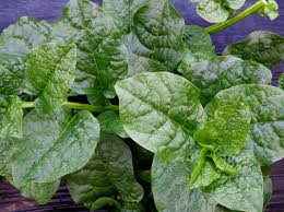 夏の葉物野菜 サンスイの野菜栽培奮闘記