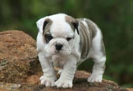 Bulldog in dogs & puppies for sale. English Bulldog Puppies For Sale In Washington State Yakaz Bulldog Puppies English Bulldog Puppies Cute Dog Pictures