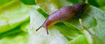The time of year is important. How To Get Rid Of Garden Slugs And Snails