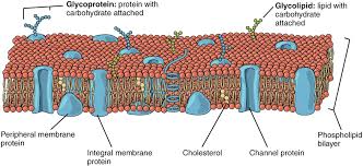 What Are Amphipathic Molecules? Definition, Examples