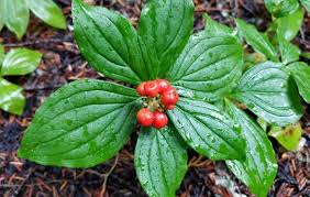 Found an answer for the clue flowering shrub that we don't have? List Of Types Of Berries Gardening Channel