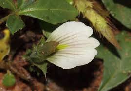 Image result for Blepharis maderaspatensis