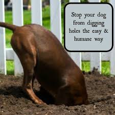 Dogs Digging Holes In Your Yard And Garden Driving You Crazy There Are Solutions To This Problem That Dogs Digging Holes Digging Holes Stop Dogs From Digging