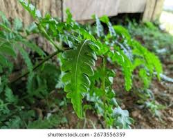 Image result for Histiopteris