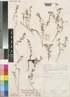 Image result for Phyllanthus hutchinsonianus