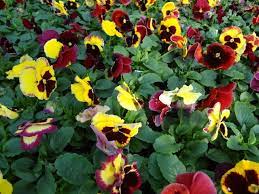 Pansy Delta Tapestry This Short Lived Plant Can Take Cold Weather Even Frost Making Them A Perfect Container Plant For Spr Container Plants Pansies Plants