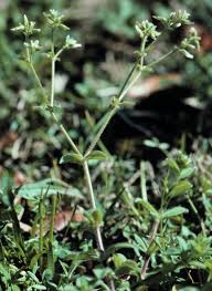 Image result for Cerastium glomeratum