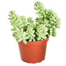We did not find results for: Sedum Burrito Succulent Plant Mangomeadows Best Nursery In Plants In Kerala
