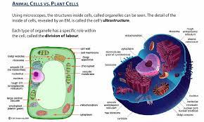 Maybe you would like to learn more about one of these? As Biology Unit F211 Cells Exchange And Transport Revision Cards In A Level And Ib Biology