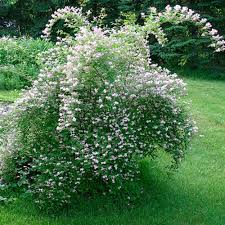 Image result for Kolkwitzia amabilis