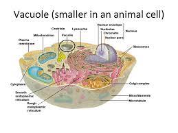 Check spelling or type a new query. The Eukaryotic Cell Parts And Their Functions Ppt Video Online Download