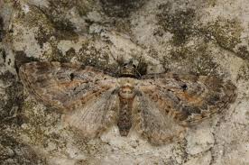 Image result for Eupithecia icterata