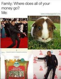 Seeing guinea pig videos on tik tok! Pin On Guinea Pigs