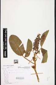 Image result for Eriosema parviflorum