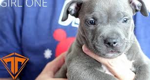 Xxl pitbull pups for sale. Ontario Pitbull Ban Pitbull Puppies