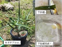 苦くないキダチアロエの食べ方 皮は苦いから気を付けて レシピも紹介 田舎でゆったり暮らしたい