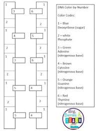 Beg Borrow And Teach Life Science Dna Worksheet Dna Lesson Plans