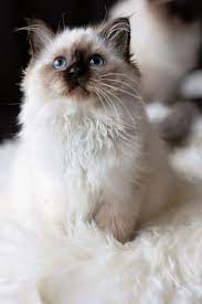 Seal Point Ragdoll Cute Cats And Dogs Cats Cute Cats