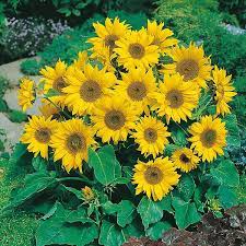 Terdapat beberapa manfaat bunga matahati untuk kesehatan yang mungkin tidak anda ketahui. Sunflower Little Leo Seeds From Mr Fothergill S Seeds And Plants