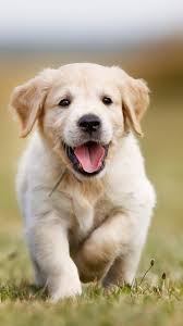 Reliable pups is a standard and legit online puppy shop where you can get american golden retriever puppies for sale. Baby Golden Retriever Wallpapers Top Free Baby Golden Retriever Backgrounds Wallpaperaccess