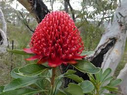The back of the flag is a mirror image of the front of the flag.as with most flags the reverse side is slightly lighter in colour than the front. A Waratah The State Floral Emblem Of New South Wales Telopea Speciosissima They Are Fussy About Where They Grow Summer Shots Wild Flowers Growing
