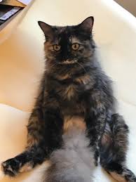 Consider making chicken broth or buying cat food broths and food toppers. I Was Making Chicken Soup As She Sat Like This Waiting Cats