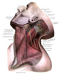 نتیجه جستجوی لغت [accessorius] در گوگل