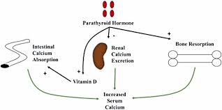 Parathyroid Disorders American Academy Of Pediatrics
