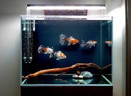 60 181220 Bristol Shubunkin Ikan Akuarium Akuarium Ikan