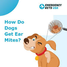 We will show you how to easily clean your dog's ears at home, from proper positioning, the right equipment, and procedure! How Do Dogs Get Ear Mites Signs Symptoms And Treatment Options