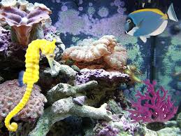 Water droplet illustration, 4k, 5k wallpaper, splash, glass, abstract. Free Download Animation Wallpaper Gif Fish Moving Gif Wallpaper Fish 1024x768 For Your Desktop Mobile Tablet Explore 49 Moving Fish Wallpaper Fish Wallpapers For Desktop Fish Tank Wallpaper Animated