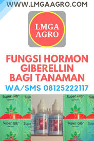 Fungsi Hormon Giberellin Bagi Tanaman 08125222117 Wa Sms Lmga Agro Budidaya Tanaman Tidak Bisa Terlepas Dari Penggunaan Zpt Kar Tanaman Petani Melepaskan