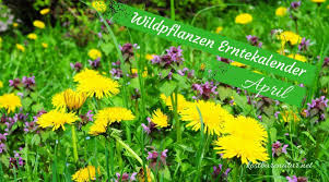 Diese Wildkrauter Kannst Du Im April Sammeln Pflanzen Krauterpflanzen Krauter Pflanzen